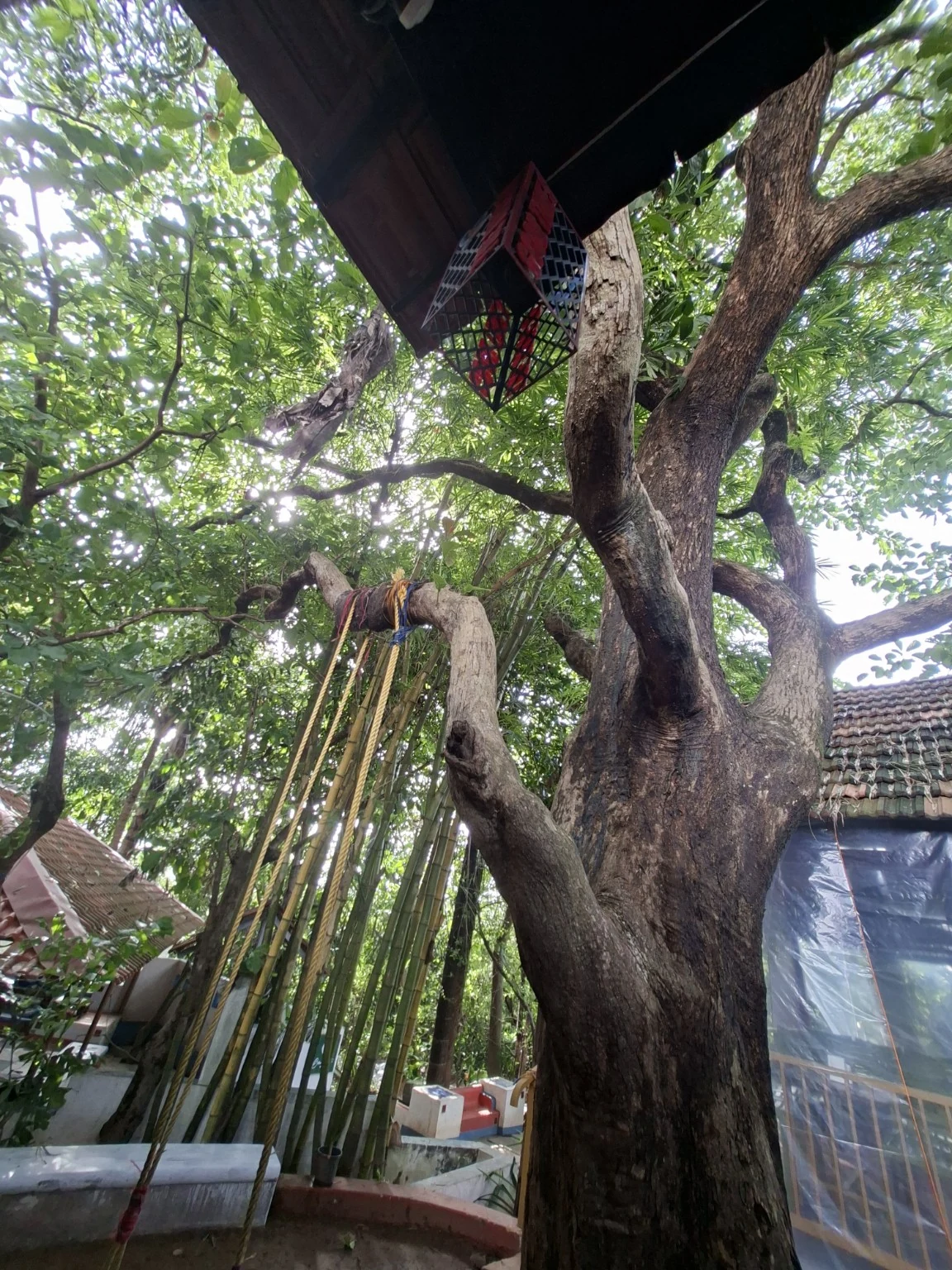 Bao-Wich — 04 tree and bamboo