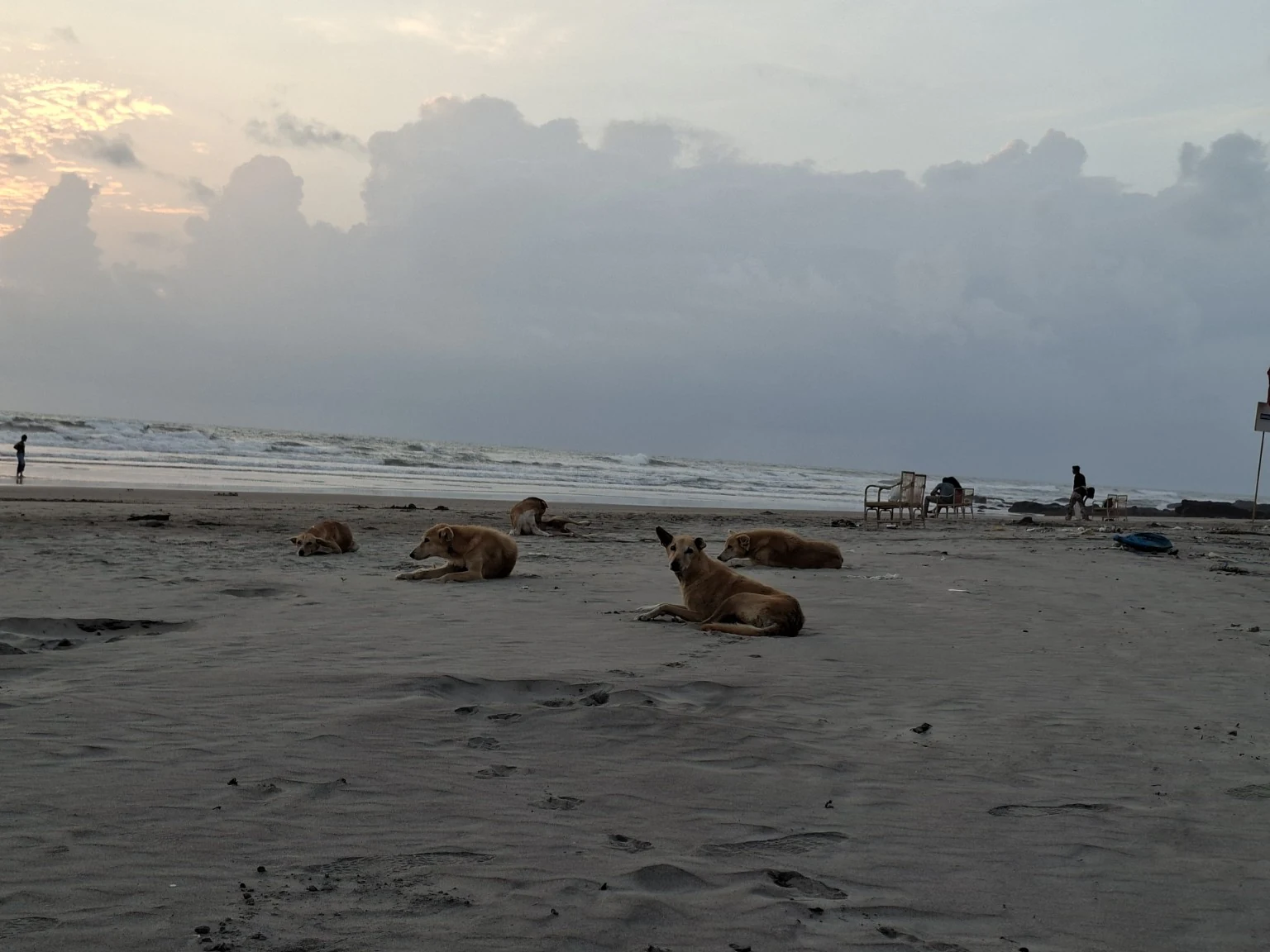 Morjim Beach — 03 beach dogs