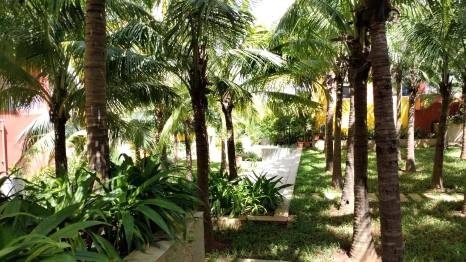 A path among palms and tropical planting at Rio De Goa